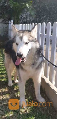 JENIS ANJING ALASKAN MALAMUTE