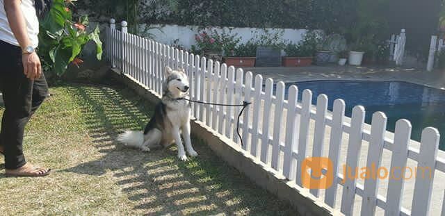 JENIS ANJING ALASKAN MALAMUTE