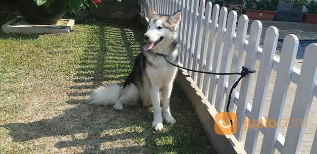 JENIS ANJING ALASKAN MALAMUTE