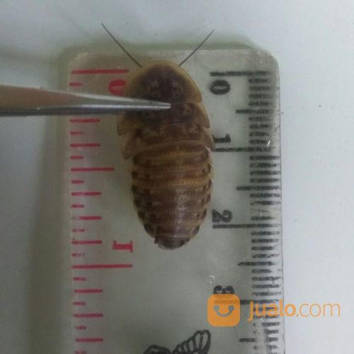 Paket Feeding Kecoa Dubia