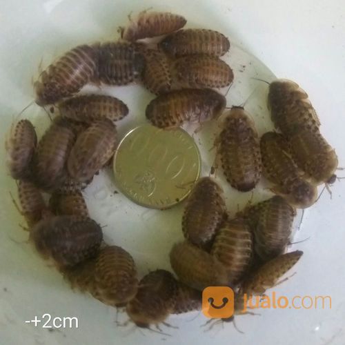 Paket Feeding Kecoa Dubia