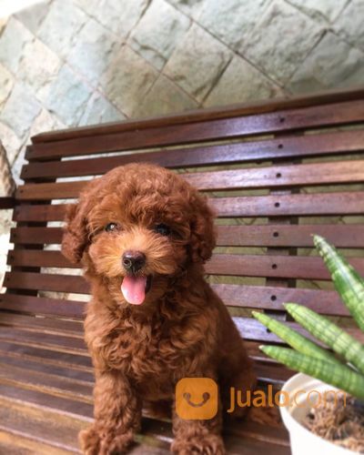 Betina RTP Super Red Toy Poodle Pudel Pudle Tiny Super Cute