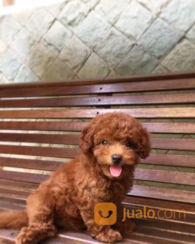 Betina RTP Super Red Toy Poodle Pudel Pudle Tiny Super Cute