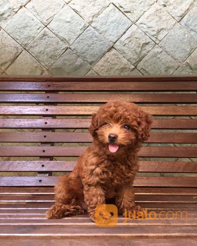 Betina RTP Super Red Toy Poodle Pudel Pudle Tiny Super Cute