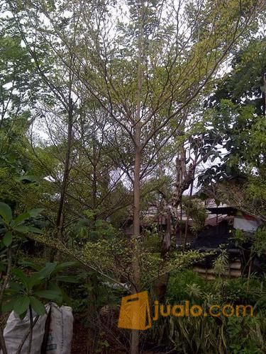 pohon ketapang kencana