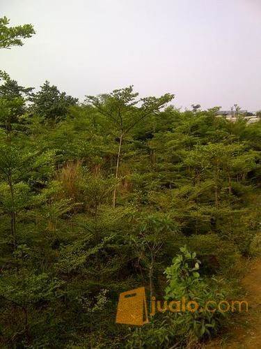 pohon ketapang kencana