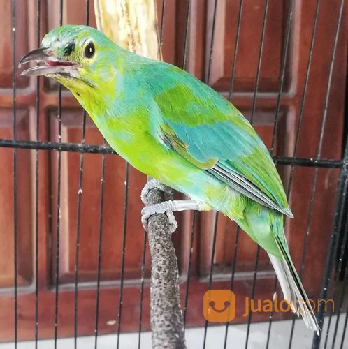 Cucak Ijo Trotol Alas Purwo Banyuwangi