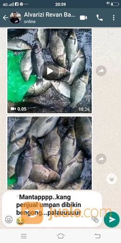 Essen Jitu Mancing Ikan Mas Lomba Dan Harian