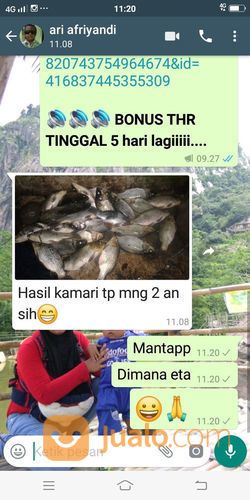 Essen Jitu Mancing Ikan Mas Lomba Dan Harian