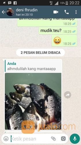 Essen Jitu Mancing Ikan Mas Lomba Dan Harian
