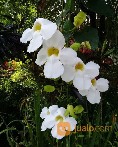 Tanaman Rambat Bunga Thunbergia Putih