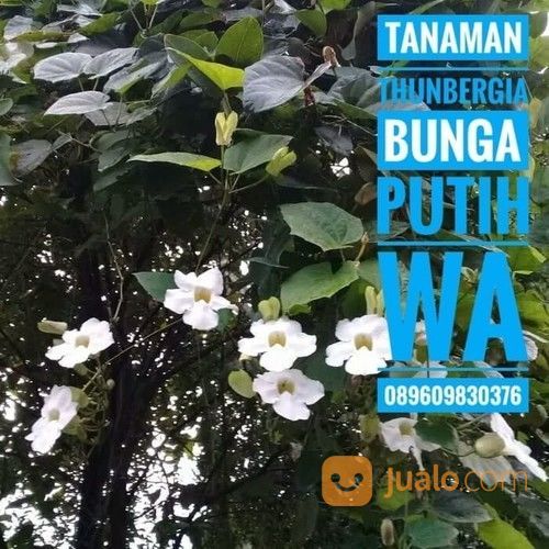 Tanaman Rambat Bunga Thunbergia Putih