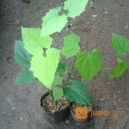 Tanaman Rambat Bunga Thunbergia Putih