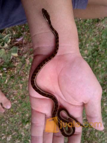 ular bar bar/ mock viper