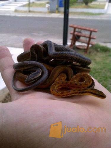 ular bar bar/ mock viper