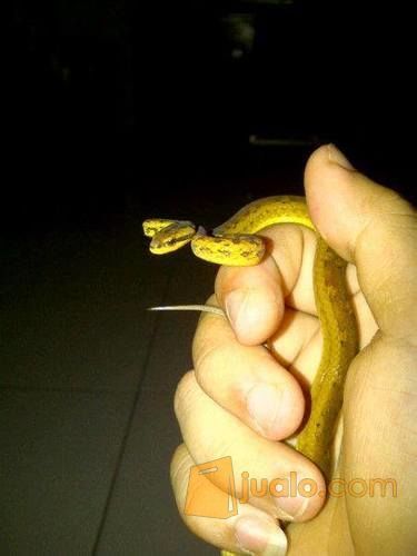 ular bar bar/ mock viper