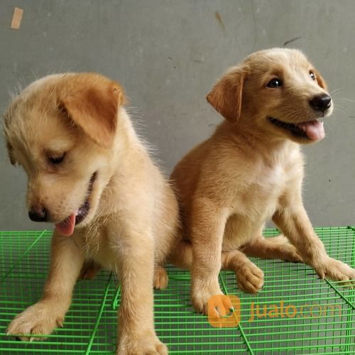 Anak Anjing Goldeng Retriever