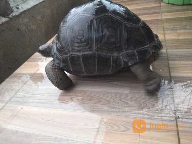 Kura Kura Aldabra Jumbo