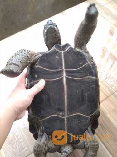 Kura Kura Aldabra Jumbo