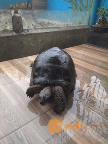 Kura Kura Aldabra Jumbo