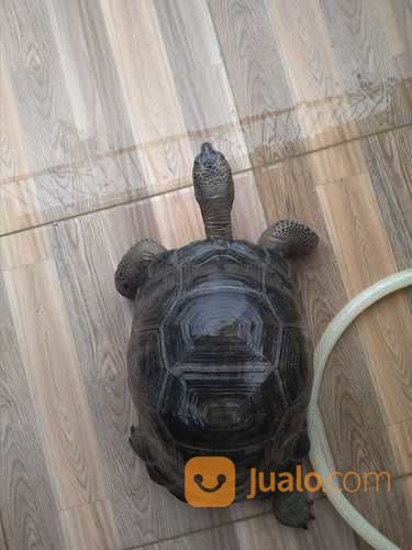 Kura Kura Aldabra Jumbo