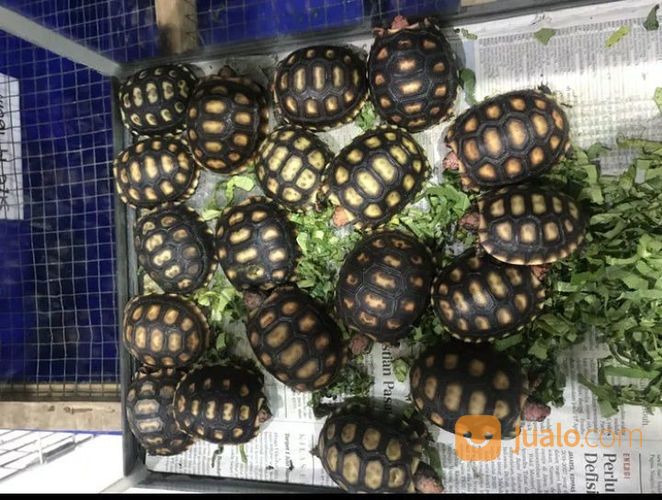 Kura Kura Kaki Merah Red Food