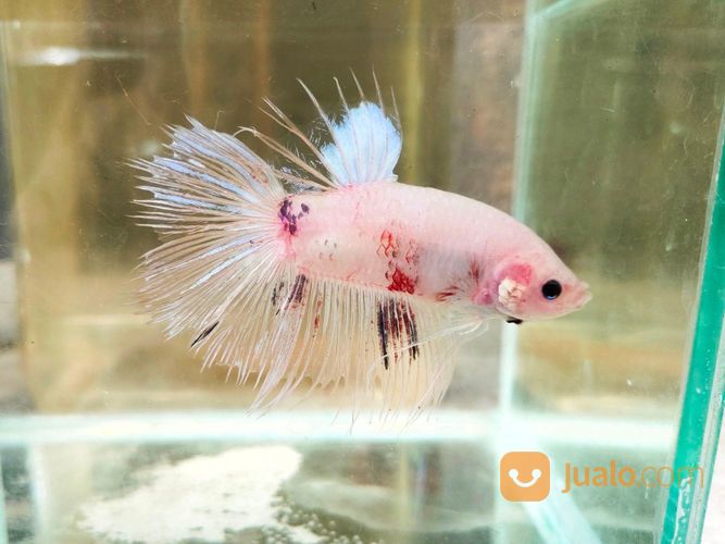 Ikan Cupang Giant Cellophane Jarang Ada