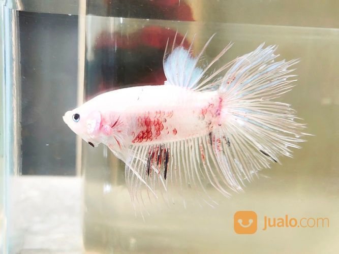 Ikan Cupang Giant Cellophane Jarang Ada