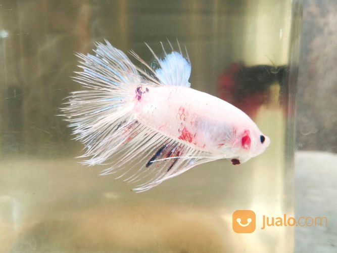 Ikan Cupang Giant Cellophane Jarang Ada