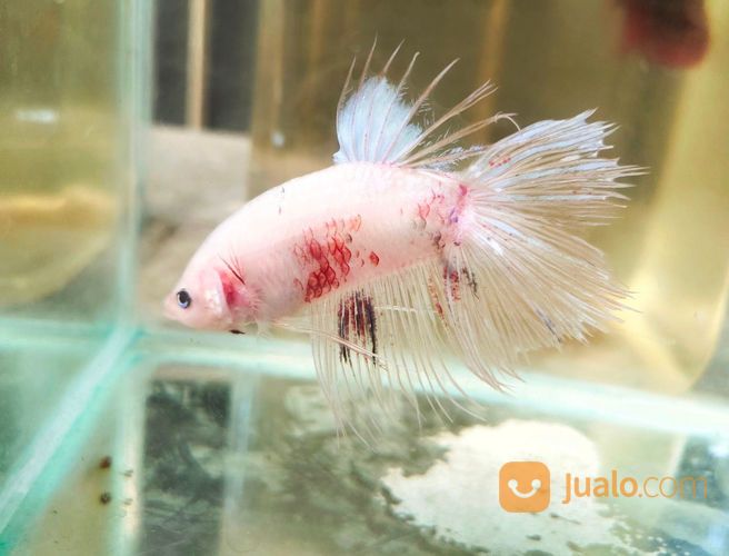 Ikan Cupang Giant Cellophane Jarang Ada