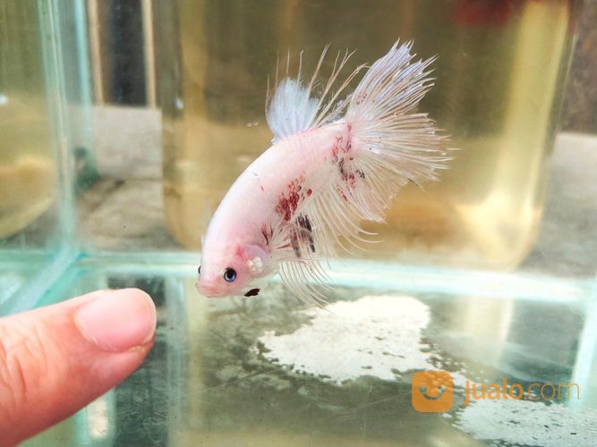 Ikan Cupang Giant Cellophane Jarang Ada