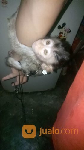 Baby Monpai Monyet Pantai