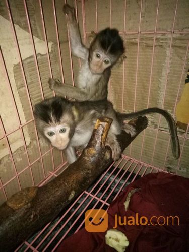 Baby Monpai Monyet Pantai