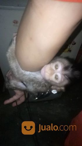 Baby Monpai Monyet Pantai