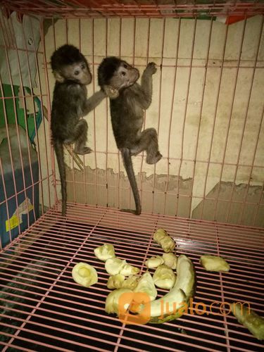 Baby Monpai Monyet Pantai