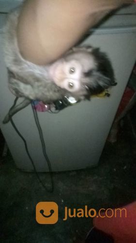 Baby Monpai Monyet Pantai