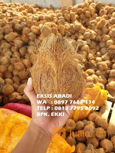 Kelapa Tua Kelapa Tua