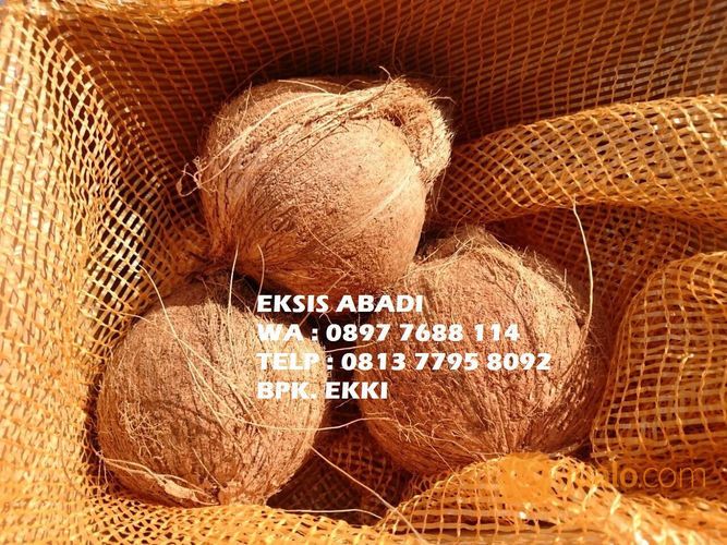 Kelapa Tua Kelapa Tua