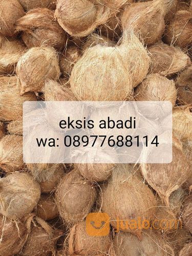 Kelapa Tua Kelapa Tua