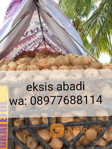 Kelapa Tua Kelapa Tua