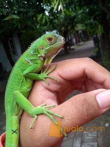 baby iguana green dan Red