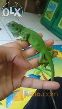 baby iguana green dan Red