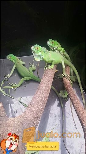 baby iguana green dan Red