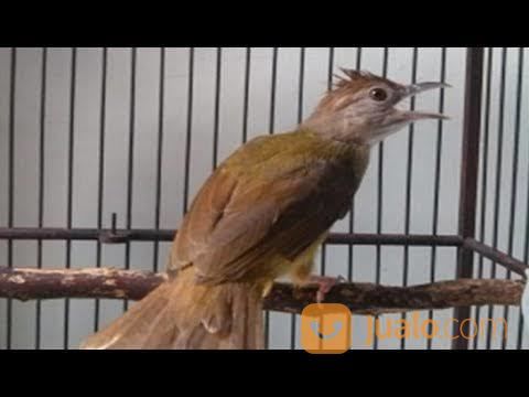 Burung Kapas Tembak Muda Hutan