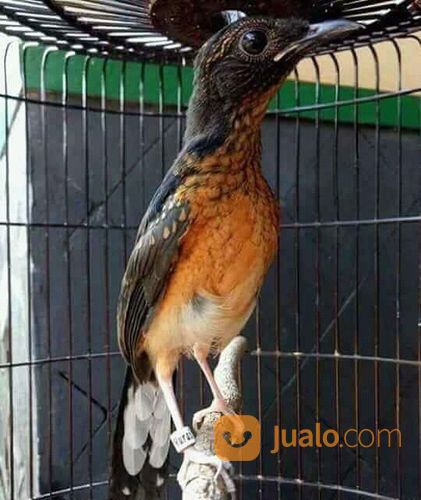 Anakan Murai Batu Medan Trotol Asli Jantan