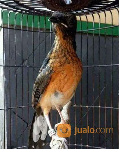 Anakan Murai Batu Medan Trotol Asli Jantan