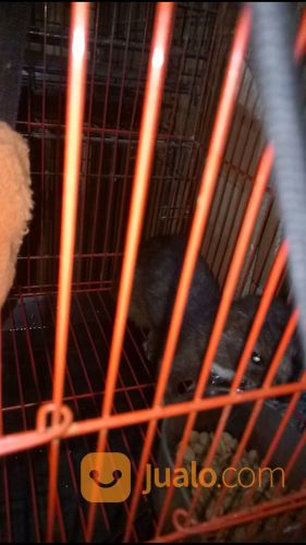 Cerpela / Amercan Mink