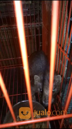 Cerpela / Amercan Mink