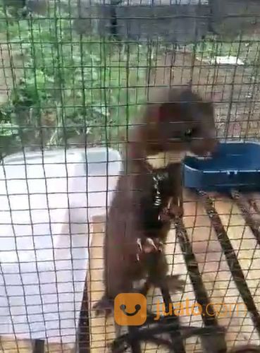 Cerpela / Amercan Mink