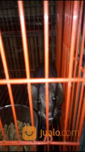 Cerpela / Amercan Mink